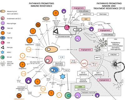 Aspects of the Tumor Microenvironment Involved in Immune Resistance and Drug Resistance